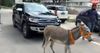 Angry Ford Endeavour owner tows faulty SUV with a donkey to the service station